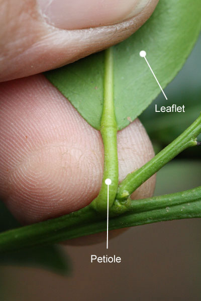 petiole wings absent